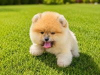 Pomeranian Boo 3 Aylık En Tatlısı