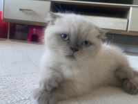 Scottish Fold (Kahve) ve Scottish Fold Blue Point (Lokum)