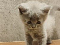 British ve Scottish Fold Yavrular Yeni Yuvalarını Arıyor