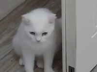 Kedimizi Bedava Sahiplenmek İsteyen Bana Ulaşsın
