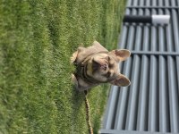 İsabella tan french bulldog (Fluffy-coco) carrier