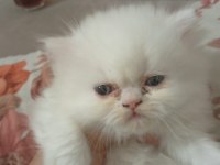İRAN KEDİSİ YAVRUSU 45 GÜNLÜK