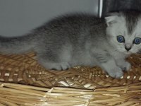 45 günlük scottish fold yavrularımıza yuva arıyoruz