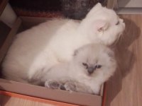 Scottish fold blue point 3 aylık erkek
