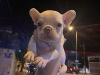 Egzotik mavi gözlü french bulldog bebek
