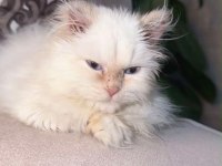 Maviş Himalayan Kızımız Bella