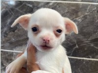 Elma Kafa Tea Cup Chihuahua