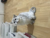 Ücretsiz sahiplendirme kediler