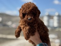 Ankaranın En Seçkin Red Brown Toy Poodle Yavruları