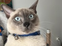 Siyam blue point oğluma eş arıyorum