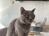 British Shorthair Ücretsiz Sahiplendirme