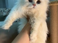 Blh ns1233 erkek british longhair yavrumuz