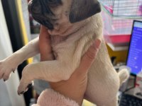 Pug bebekleri