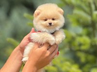 Pofuduk pomeranian cinsi yavrularımız