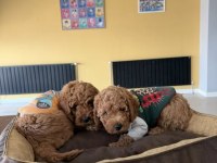 WC EĞİTİMLİ TOY POODLE YAVRULARIMIZ TESLİME HAZIR ANK