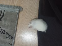 Beyaz Gonzales hamster