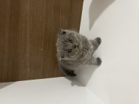 Mükemmel huylu Scottish fold