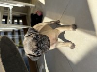 IRK GARANTİLİ 2 AYLIK PUG MOPS