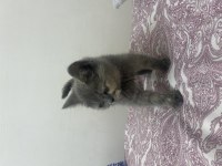 2 aylık british shorthair dişi yavrumuz