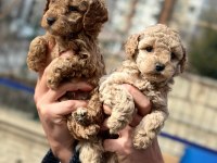 Poodle bebekler