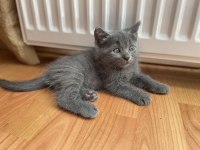 Scottish kedisi yavruları