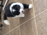 Muhteşem border collie yavrular