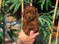 Korean Poodle Yavrularımız