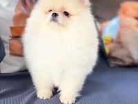 POMERANİAN ÇİFLİĞİNDEN MUHTEŞEM YAVRULAR