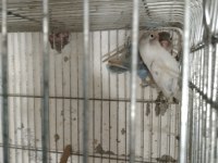 Cennet sevda papağanı vardır