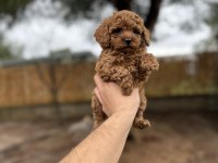 Red Poodle Yavrularımız