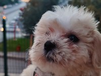 Akıl Küpü Minik Maltipoo Paticik