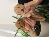 Toy Poodle Bebekler