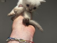 Bebek british shorthair kediler