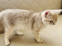 British shorthair kedisi