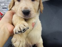 Baby face golden retriever yavrular