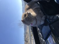 1.5 yaşında dişi scottish fold