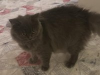 British longhair hera hanım