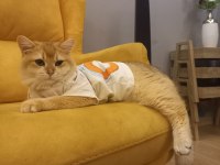 British Shorthair Golden Ny12