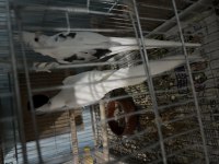 Heawy albino cf yavru verir full sultan