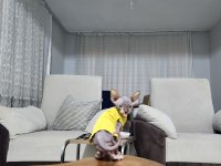 Sfenks yavrular ela gözlü, yeni sıcak yuvalarını arıyorlar