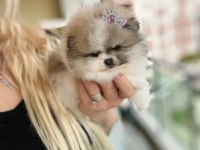 EFSANE TEACUP SIFIR BURUN DİŞİ POMERANİAN BOO