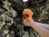 Tuvalet eğitimli evde büyüyen poodle yavrular