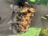 Grand Türkiye Şampiyonu Anne Babadan Star Rottweiler Yavru