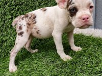 FRENCH BULLDOG HARİKA GÜZELLİKLER