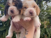 Üst kalite beagle yavrular