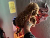Teacup Toy Poodle