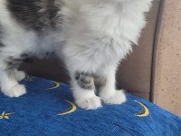 Tekir Kedisi Yavrular