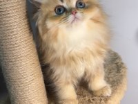 British longhair golden bebeklerim dişi erkek