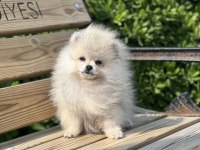 Teacup pomeranian boo
