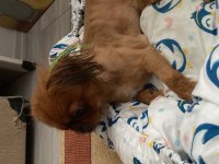 PEKİNEZ KÖPEK